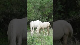 Три белых коня в дикой природе