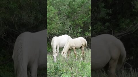 Три белых коня в дикой природе