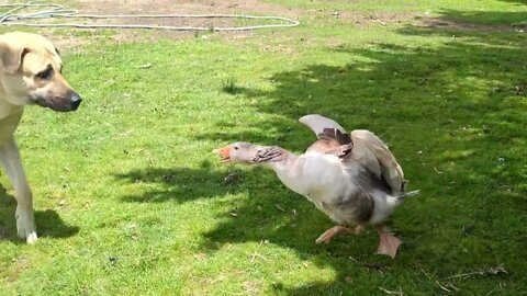 Crazy Geese Chase Kangal Dog #shorts