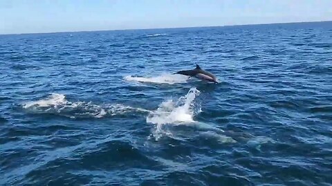 Dolphins near Channel Islands National Park