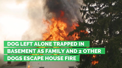 Dog Left Alone Trapped in Basement as Family and 2 Other Dogs Escape House Fire