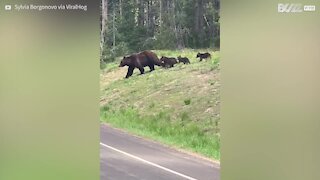 Família de ursos interrompe trânsito para atravessar a rua