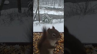 You Want Some Of This!!! 🐿️