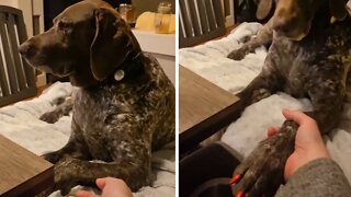 Pup Really Not In The Mood To Hold Owner's Hand