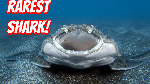 The Rarest Shark To See!