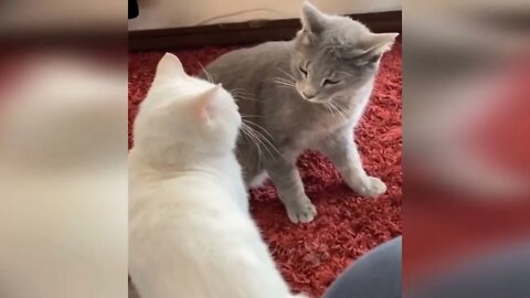 1 ==== Funny animal videos Funny cats dogs Funny animals 247