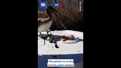 Pelican hops onto boat looking for a snack