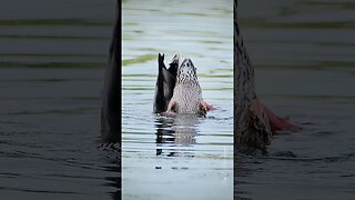 Ducks at the park