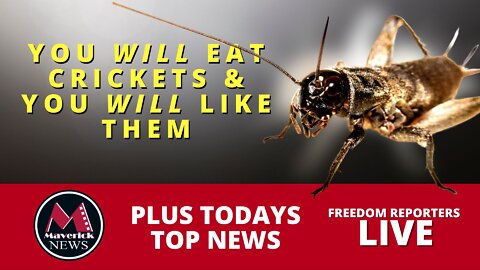 Crickets As Food: The Government Plan To Control You