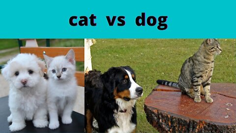 CATS AND DOGS # Funny Cat and Dog cute Vines amazing #video COMBINATION