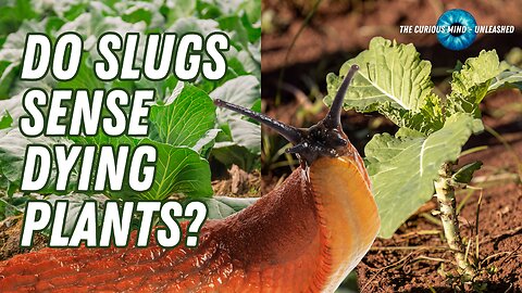 Do Slugs and Snails Sense Dying Plants? Nature's Hidden Connections | The Curious Mind Unleashed