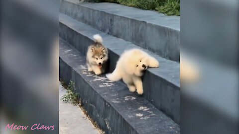 Baby Alaskan Malamutes will blow your mind