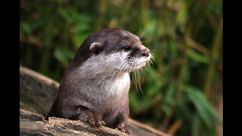 The cute acting baby otter