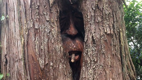 Guy finds a Bear and Two Old Men hiding within a Giant Cedar Tree