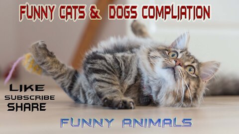 Funny cats & dogs compilation