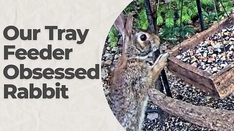 This Bunny is Obsessed with Our Tray Feeder!