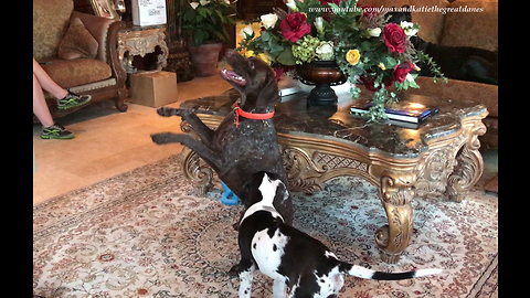 German Short Haired Pointer Shows Great Danes His Tricks