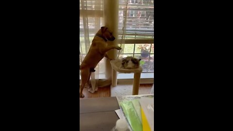 Dog in Hilarious Fight With Cat While Attempting to Displace Them From Their Resting Place