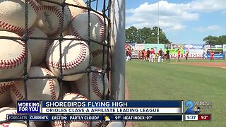 Rodriguez, Shorebirds flying high