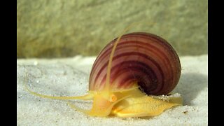 How to Breed Mystery Snails