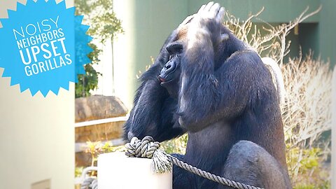 Annoying Gibbon Gets Gorillas Mad! | The Shabani Group