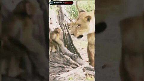 Baby monkey playing with lion