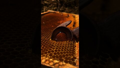 Honey! #honey #honey bee #honeycomb #Honey from honeycomb