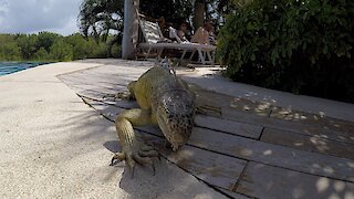 Huge Iguana Mistakes Pool Tile As A Snack