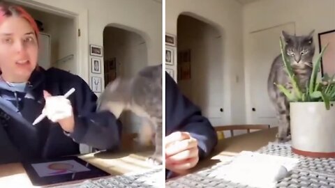 Cat got angry and attacked on her owner