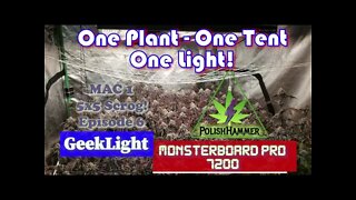 Geeklight Monsterboard Pro 7200 One Plant, One Tent, One Light ep.6 Day 60 full 5x5 #SCROG #MAC1