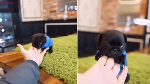 Teacup Puppy Is So Cute You Can't Take Your Eyes Off