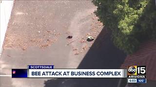 One hospitalized after bee attack in Scottsdale