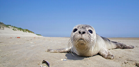 Seal On The Beach😨😮😮😮🥰