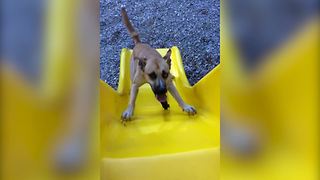 Funny Dog Runs Up A Slide