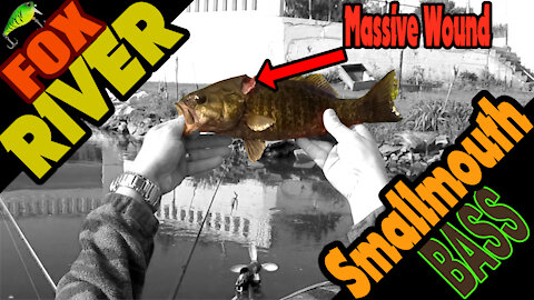 How is this Smallmouth Bass Alive? Cormorant Attack? Snapping Turtle?