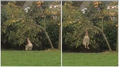 Chicken jumps to get apple from tree