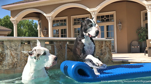 Happy Great Danes Jump into the Pool and onto Floatie