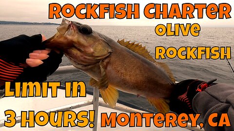 Rockfish Limit, On A 4 Hour Trip :O?! Charter Fishing J&M Sportfishing in Monterey Bay, CA