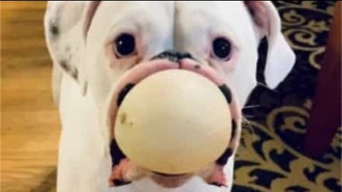 Cão cria cena hilária ao brincar com bola