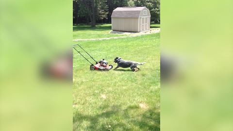 Adorable Dog Desperately Wants to Mow the Lawn