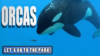 Orcas (Killer Whales) - Animal Spotlight