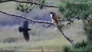 Red Tailed Hawk Harassed By Crows 🌲 11/13/22 07:01