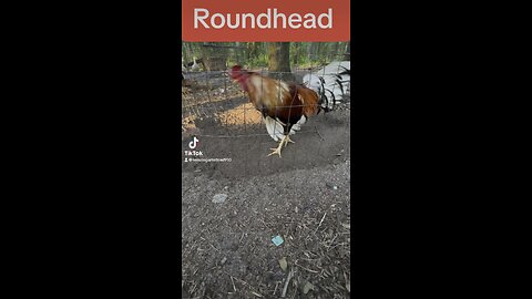 Cowan Roundhead Rooster