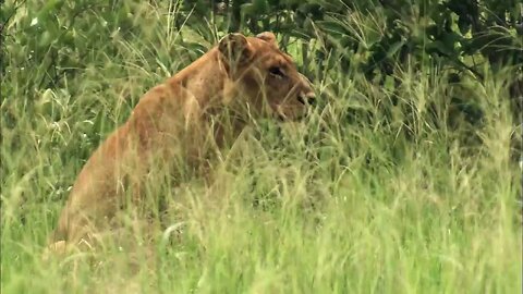 The Apex Predators Fighting To Feed Their 21 Lion Family | Pride In Battle | Full Documentary