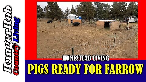 Pig Sows Moved To New Farrow Houses. Piglet Season Begins