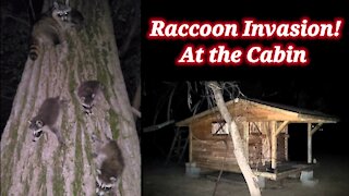 Raccoon Invasion! at the island cabin