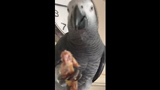 Watch this bird beg for chicken in the cutest way!