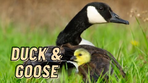 The Duck And Goose Video By Kingdom Of Awais