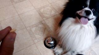 Puppy Rings The Dinner Bell To Get His Treat