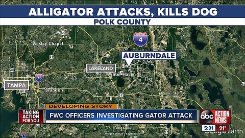 Alligator attacks, kills dog in Polk County: FWC